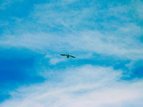 大空を飛ぶ鳥(写真)