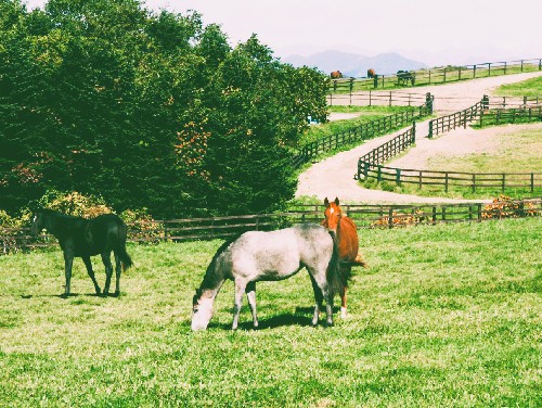 牧場の馬(写真)